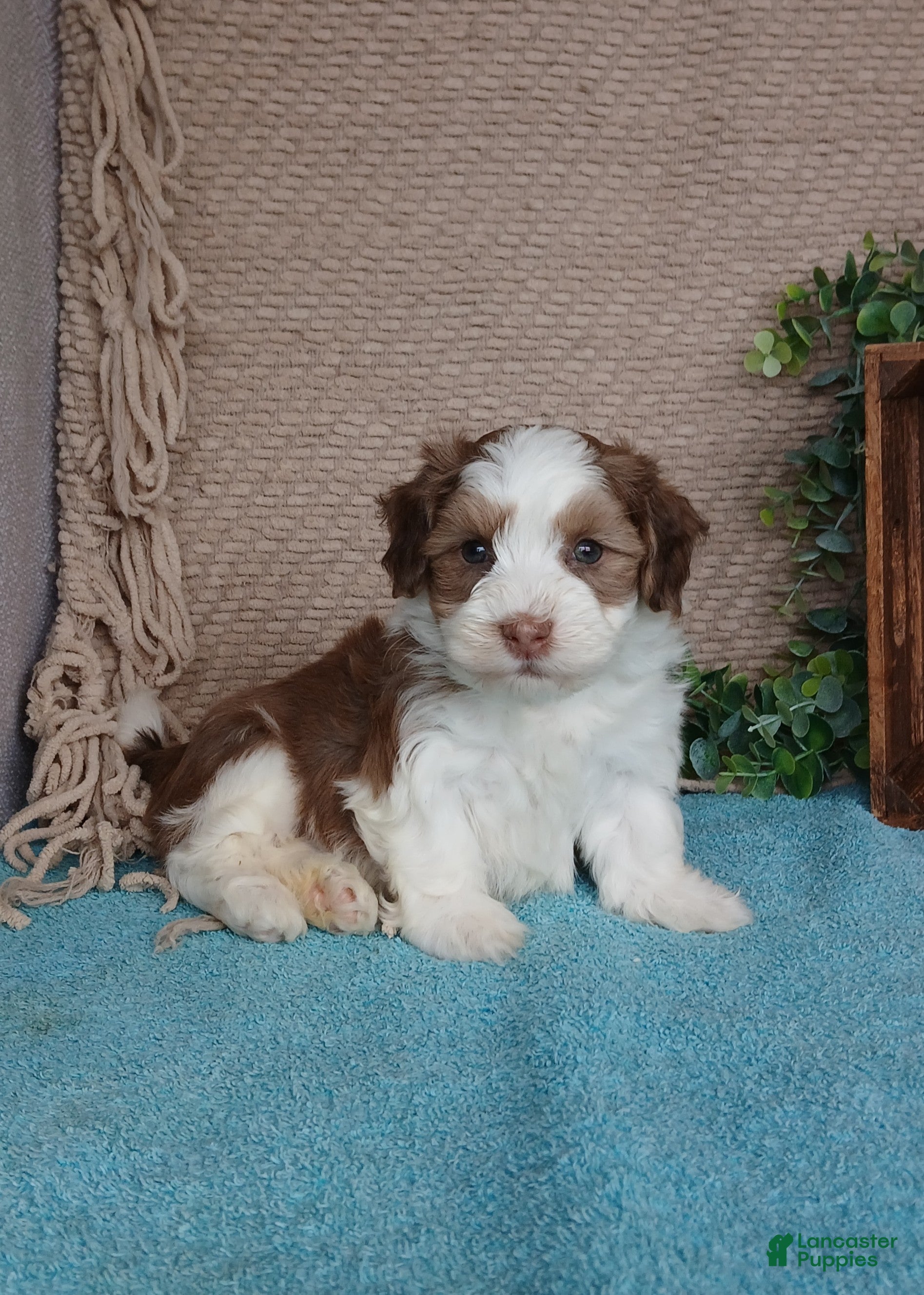 Havanese dogs Flake  - Ad 2