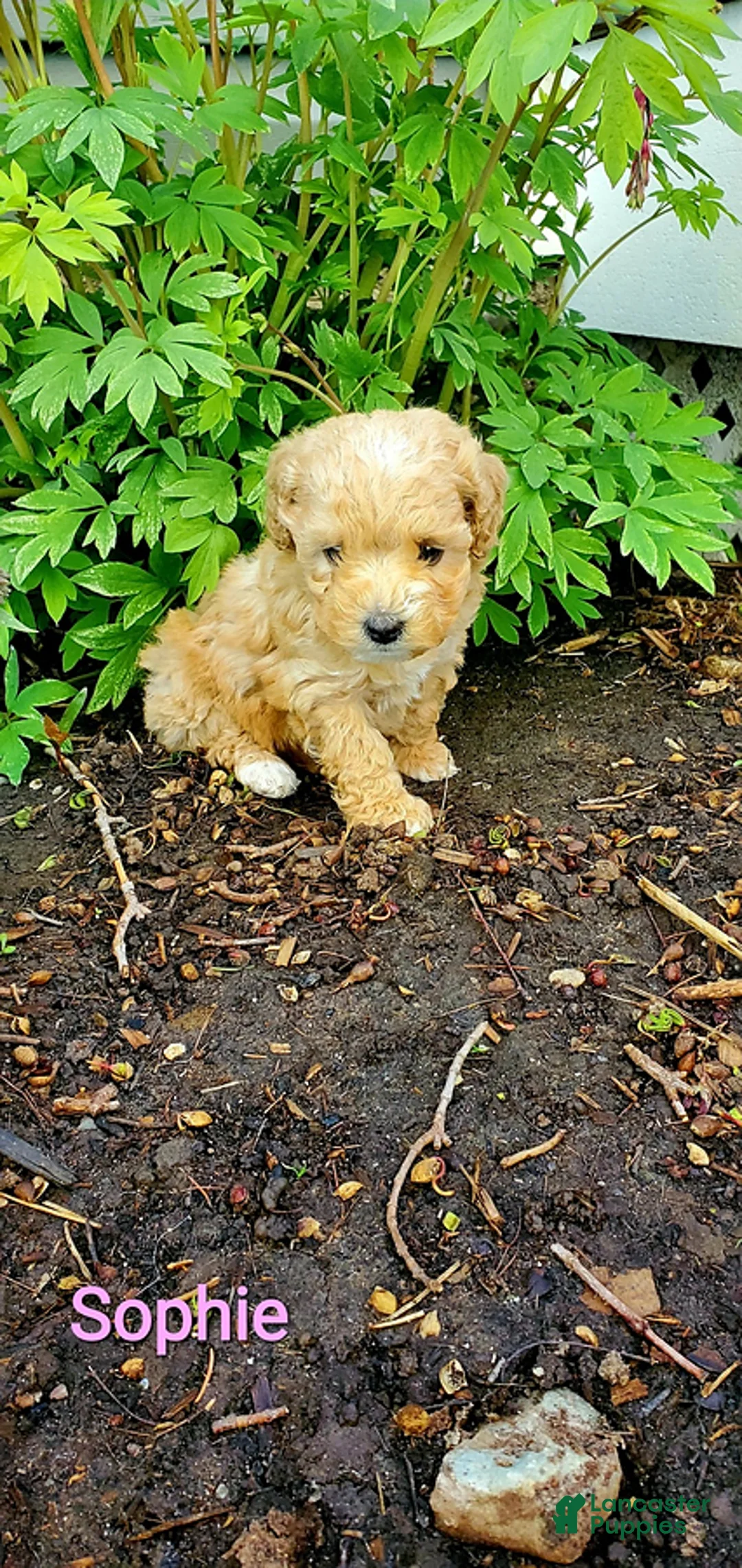 Toy Poodle dogs for sale: Sophie - Ad 2