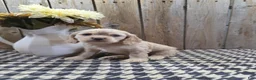 Cocker Spaniel dogs for sale: Sophie - Ad 1
