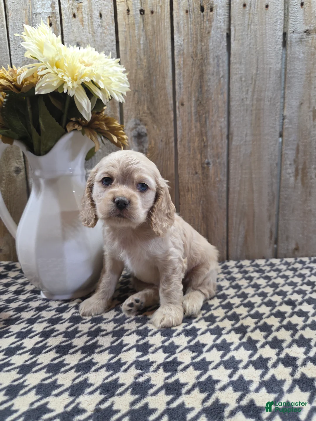 Cocker Spaniel dogs for sale: Sophie - Ad 1