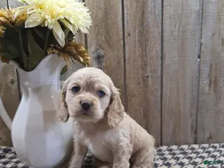 Cocker Spaniel dogs for sale: Sophie - Ad 3