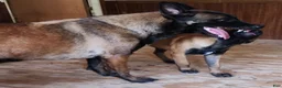 Belgian Malinois dogs for sale: Belgian Malinois 2 - Ad 5