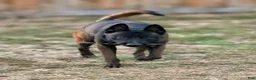 Belgian Malinois dogs for stud: Vidarr - Ad 5