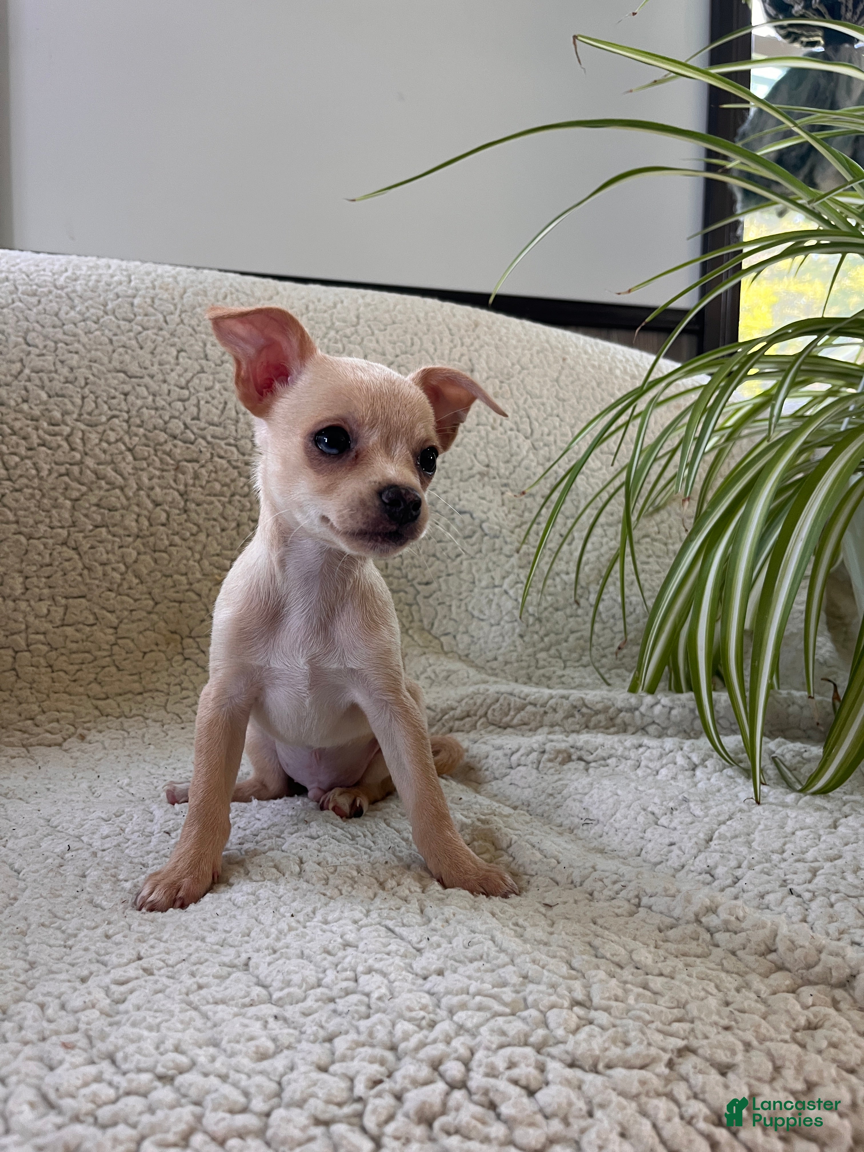 Chihuahua dogs Honey - Ad 2