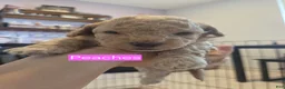 Toy Poodle dogs for sale: Peaches - Ad 2