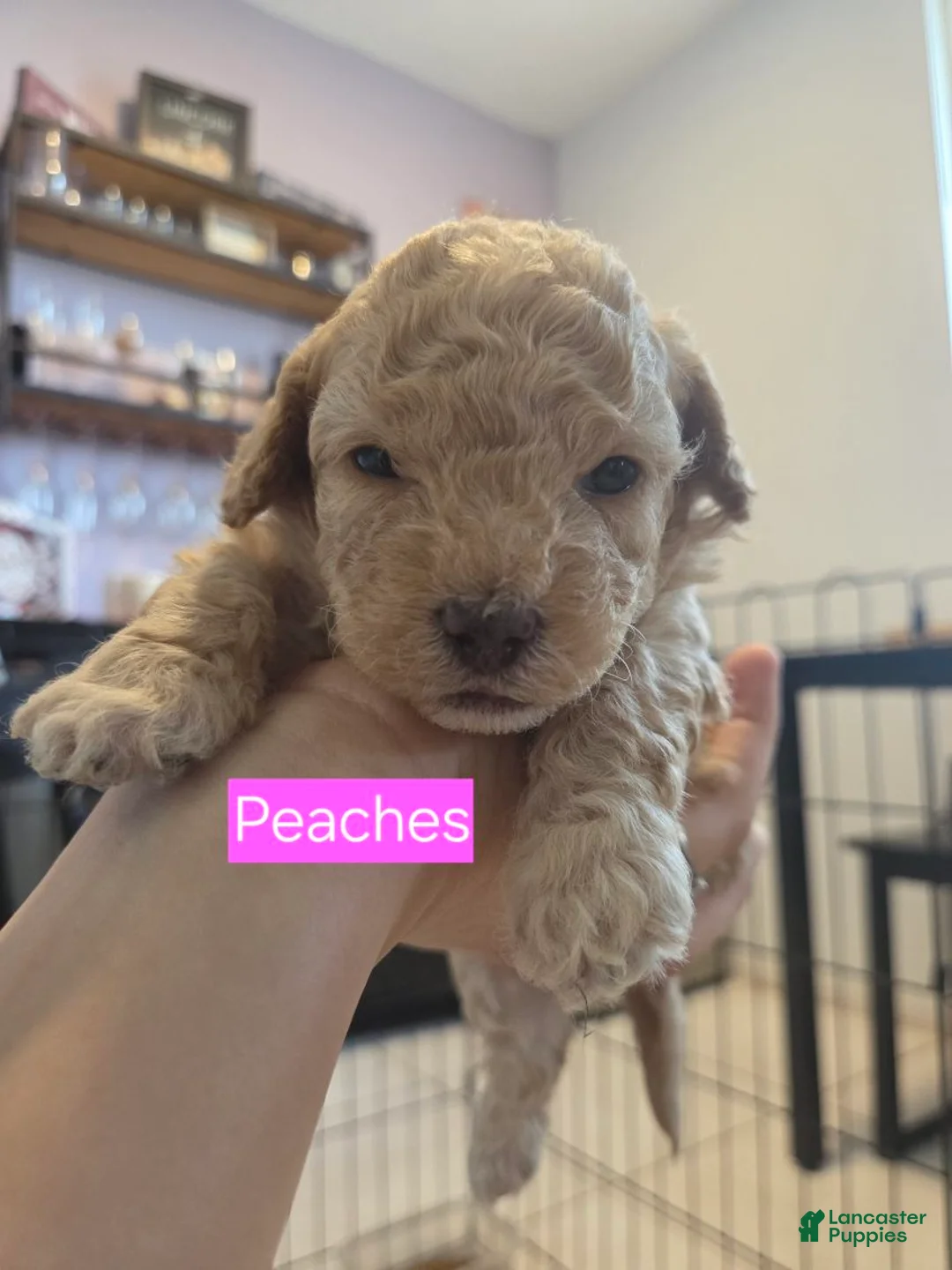 Toy Poodle dogs for sale: Peaches - Ad 2