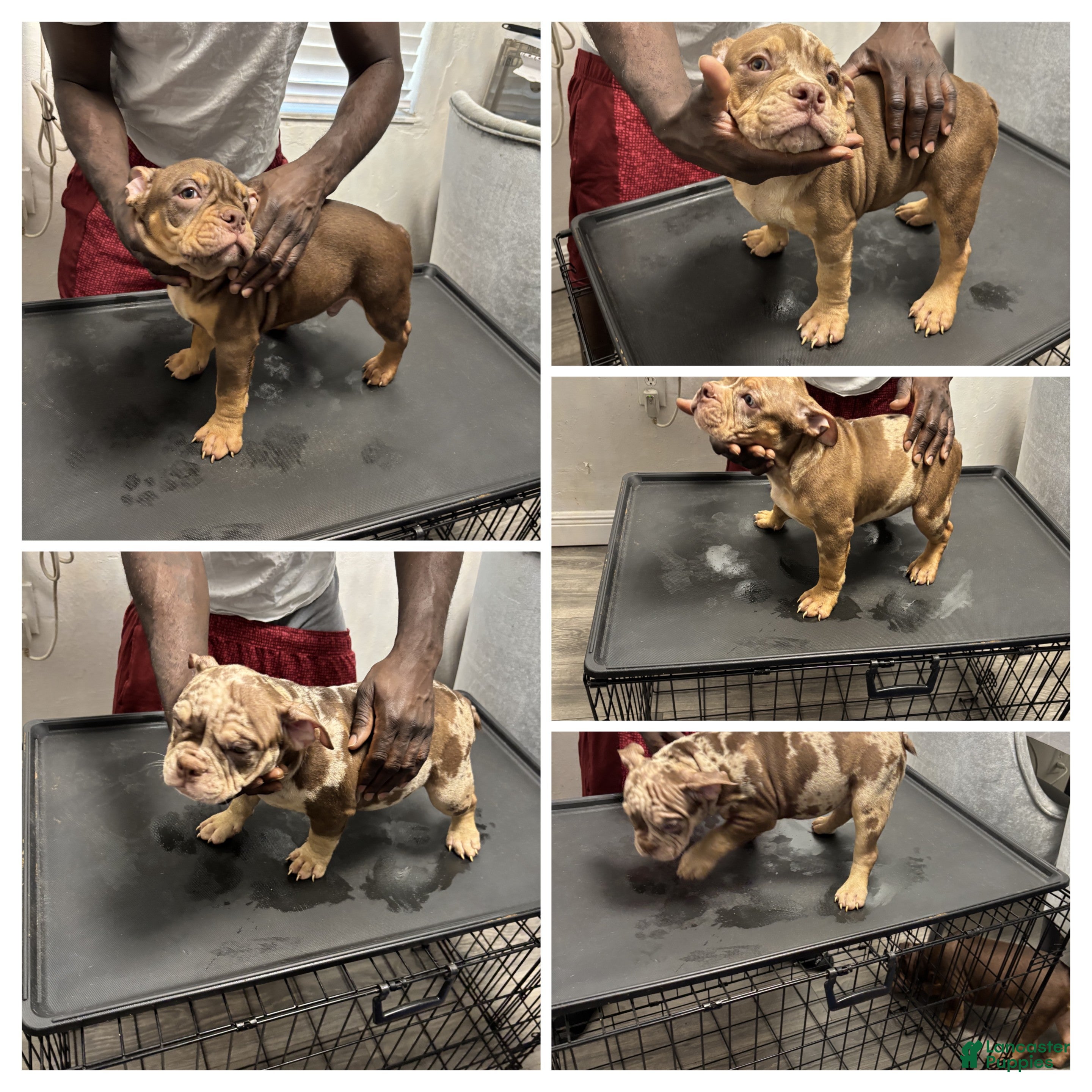 American Bully dogs American Bully Puppy 1 - Ad 5