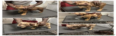 American Bully Puppy 1