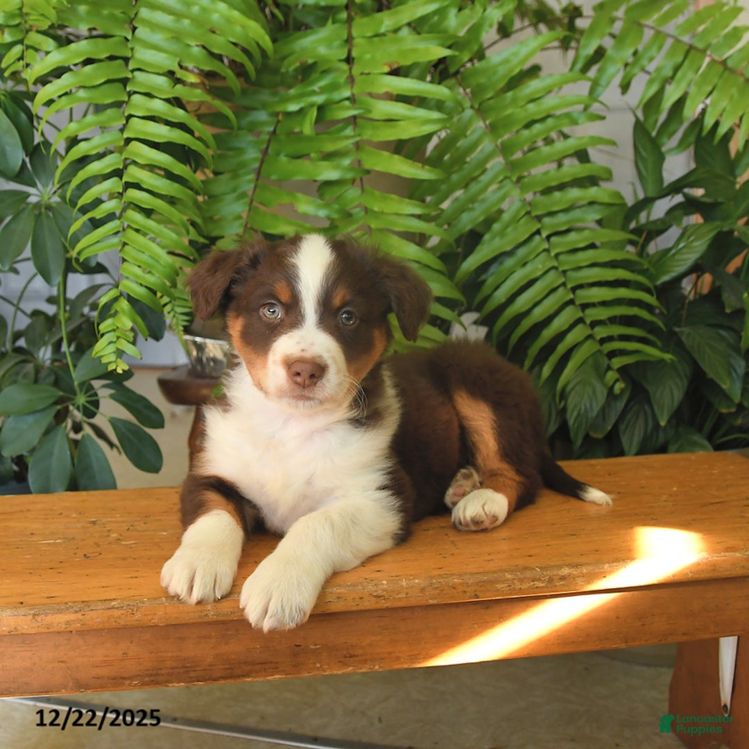 Australian Shepherd dogs for sale: Angus - Ad 5