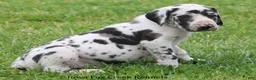 Great Dane dogs for sale: Molly - Ad 3