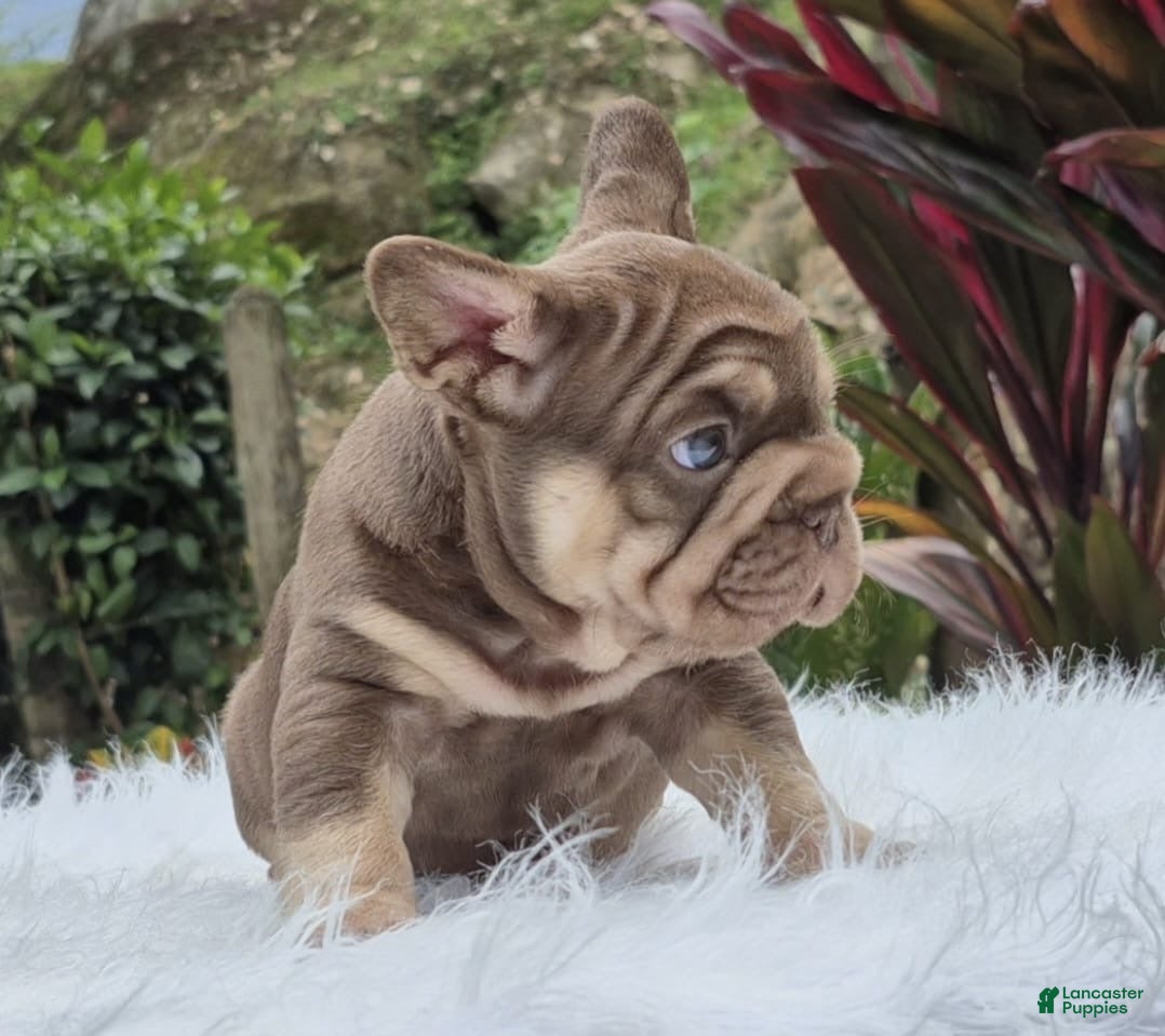 French Bulldog dogs Pumba French Bulldog Puppy Male - Ad 2