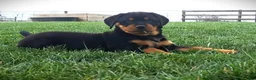 Mixed Breed dogs for sale: Bronny  - Ad 8