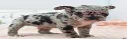Mixed Breed dogs for sale: Ruby merle - Ad 6