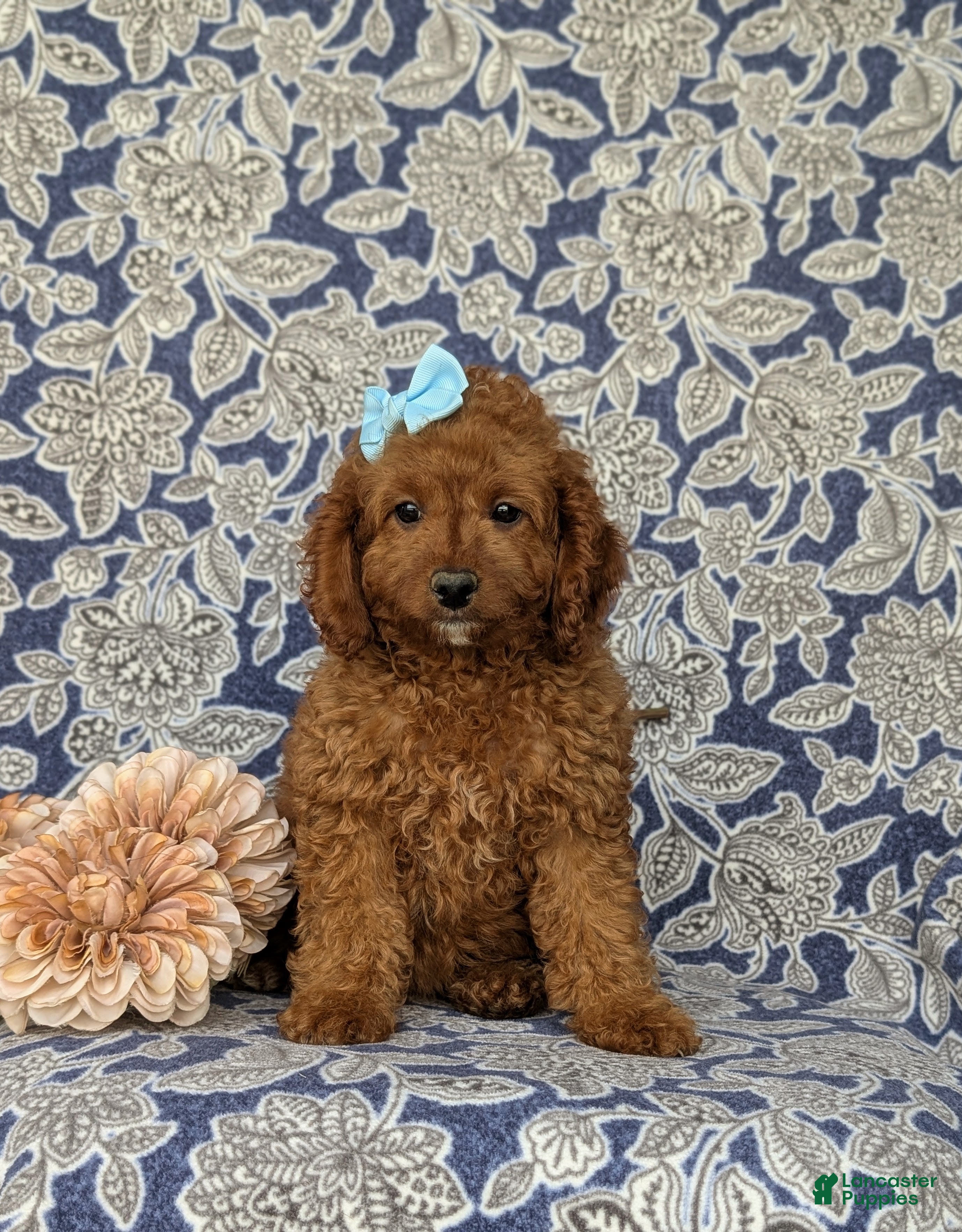 Mini Goldendoodle dogs Taylor 9 lbs Full Grown - Ad 2