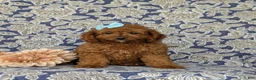 Mini Goldendoodle dogs for sale: Taylor 9 lbs Full Grown - Ad 2