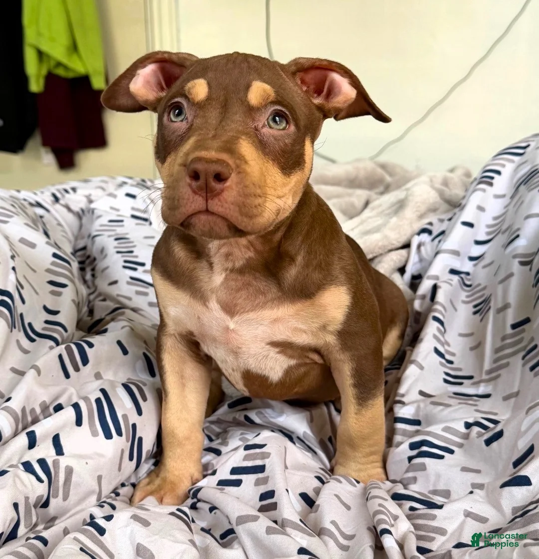 American Bully dogs for sale: "CIARA" CHOC TRI - Ad 2