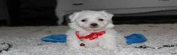 Bichon Frise dogs for sale: ❤️Jojo❤️ - Ad 8