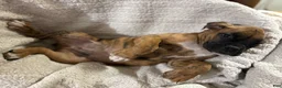 Boxer dogs for sale: Half-Breed - Ad 3