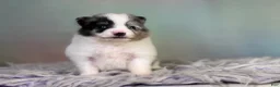 Pomeranian dogs for sale: Tux - Ad 7