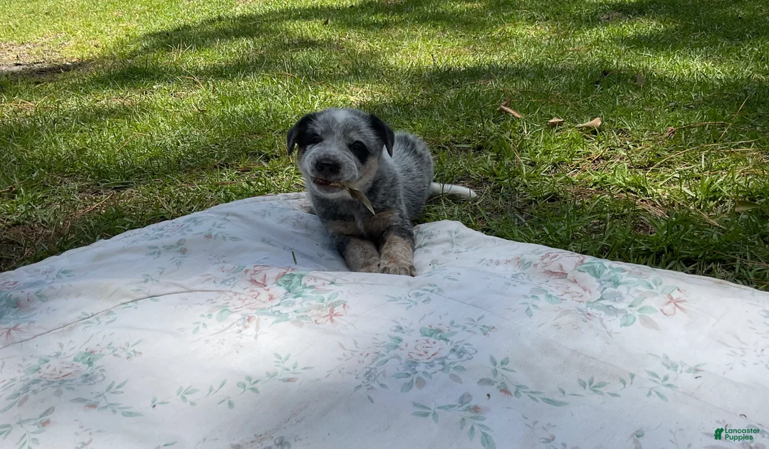 Australian Cattle Dog dogs for sale: Australian Cattle Dog Puppy 2 - Ad 1