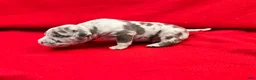 American Bully dogs for sale: American Bully 1 - Ad 3