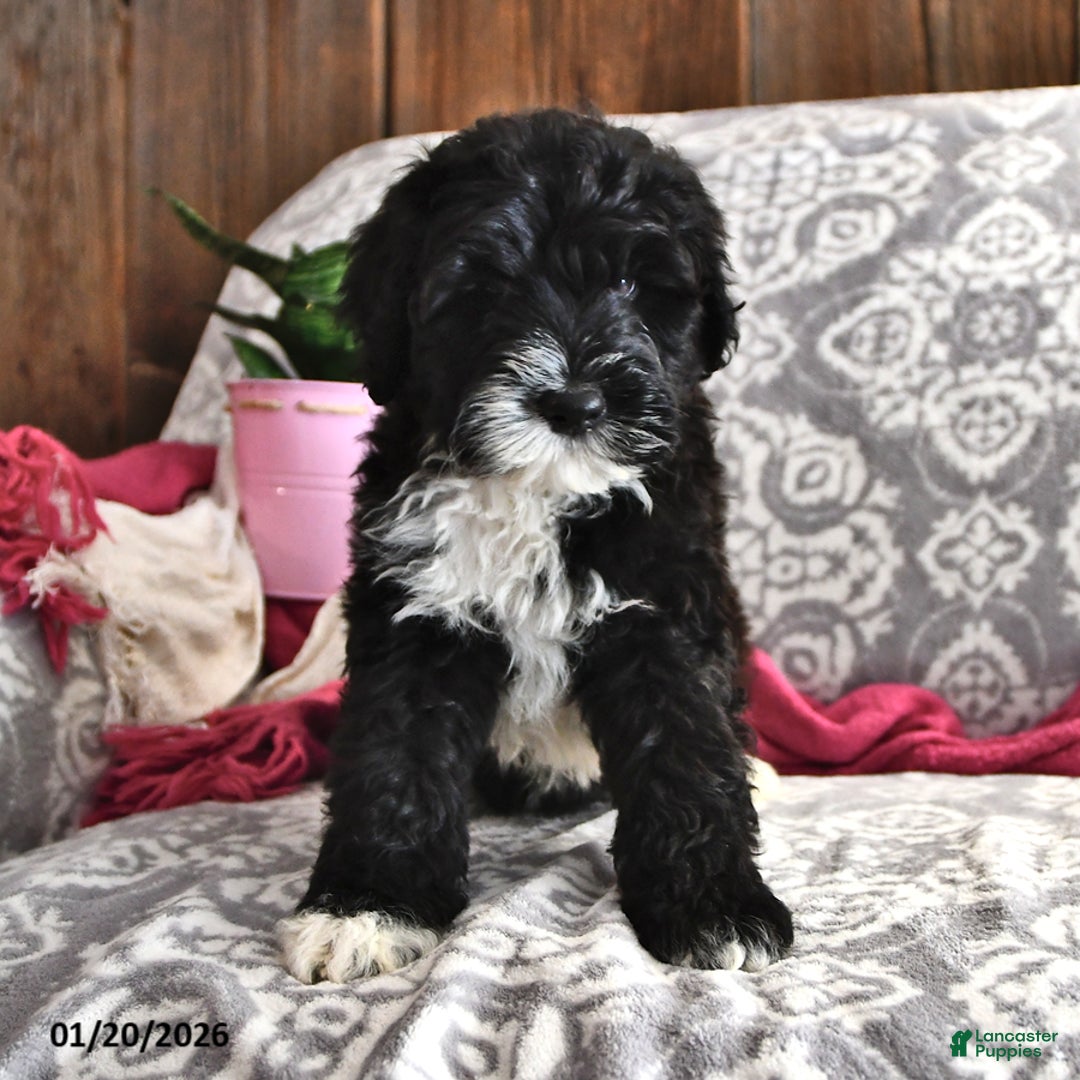 Portuguese Water Dog dogs for sale: Disco - Ad 3