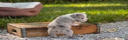 Mixed Breed dogs for sale: Splendor Victorian Bulldog - Ad 7