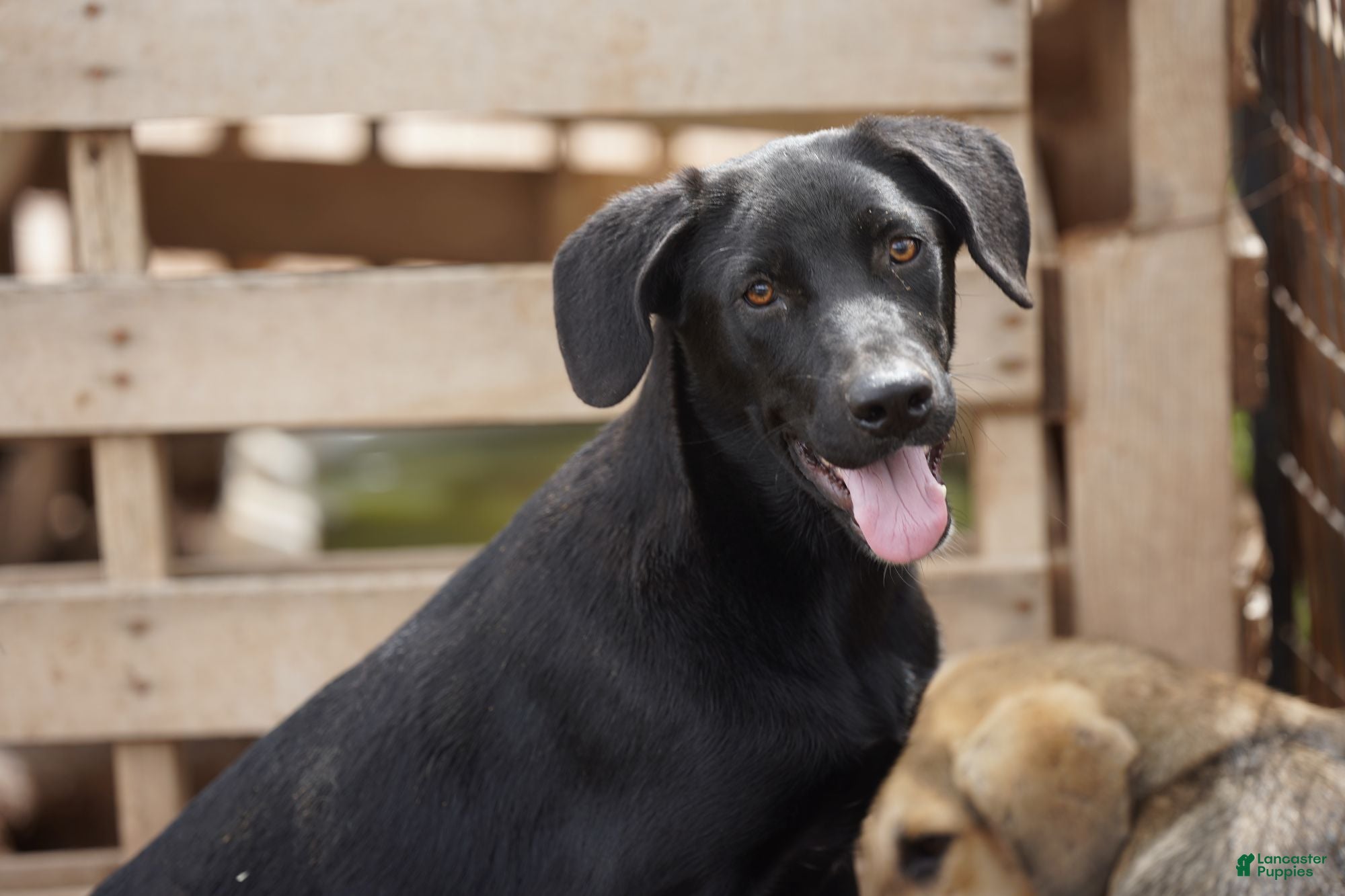 Mixed Breed dogs Jet Tiscar Farm Dog - Ad 5