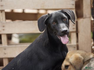 Mixed Breed dogs Jet Tiscar Farm Dog - Ad 5