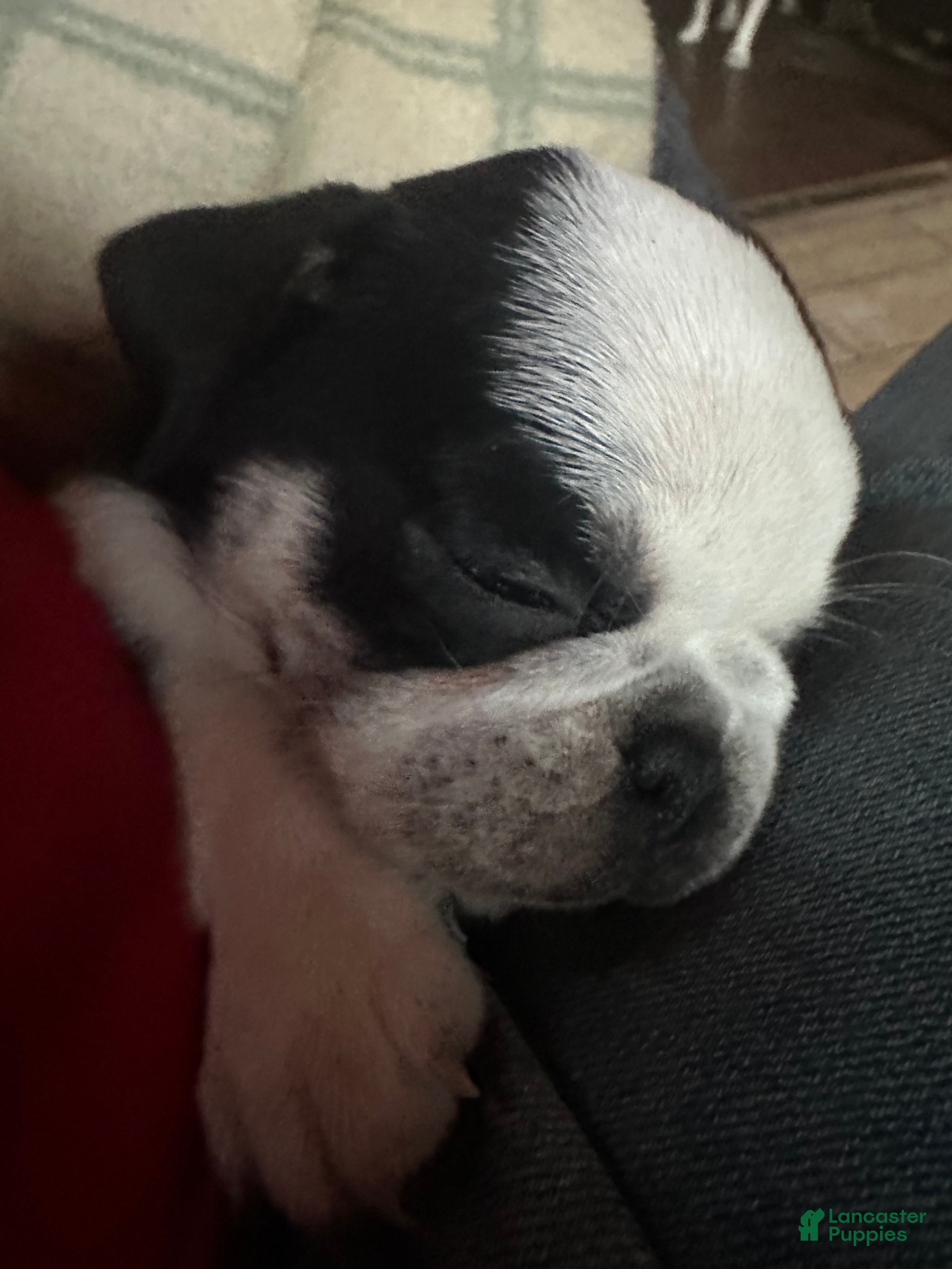 Pug dogs Fallon - Ad 41