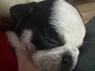 Pug dogs Fallon - Ad 41