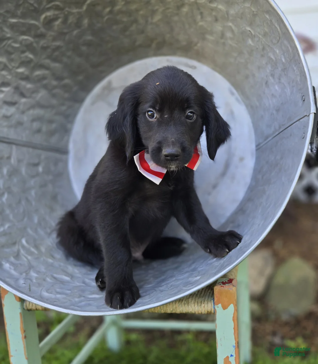 Mixed Breed dogs for sale: Barney - Ad 1