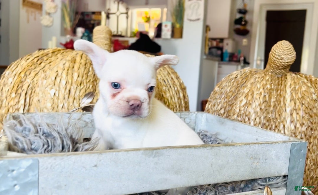 French Bulldog dogs for sale: Freddie - Ad 3