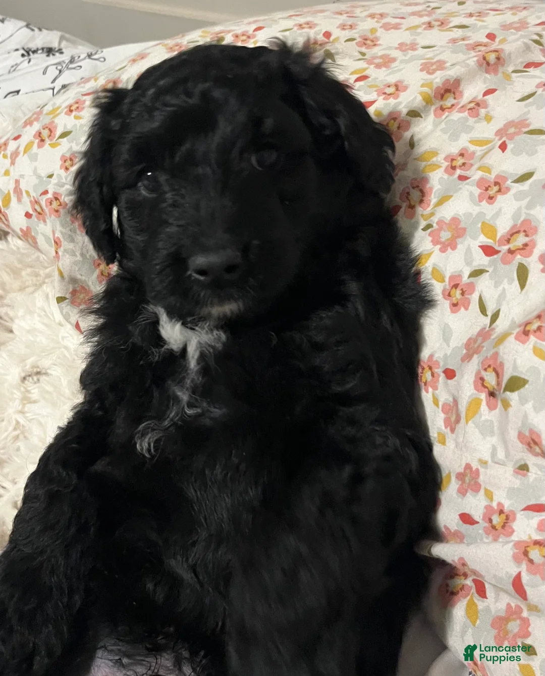 Aussiedoodle dogs for sale: Lucky  - Ad 4