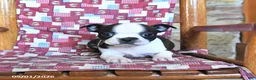 Boston Terrier dogs for sale: Quincy - Ad 2