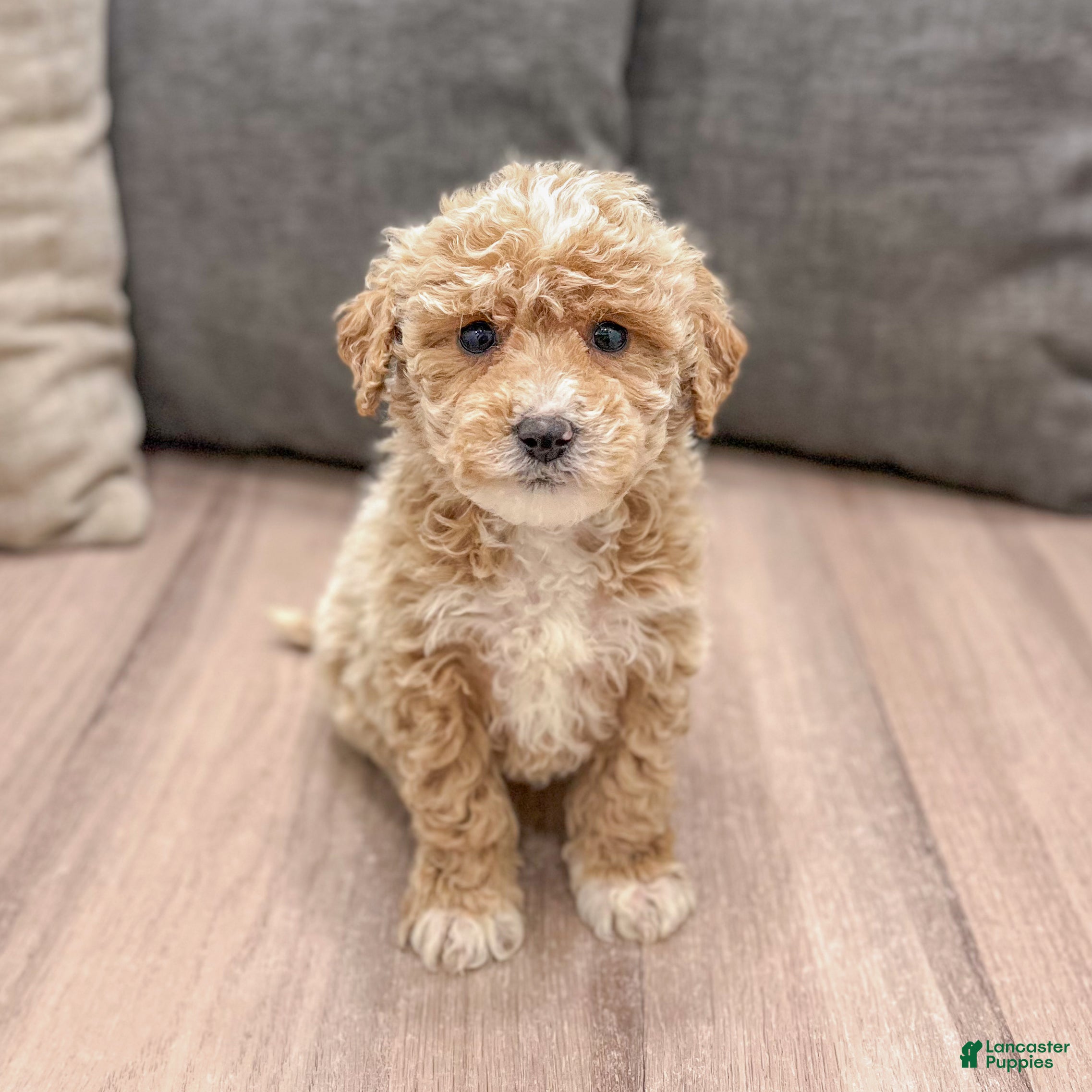 Mini Goldendoodle dogs Snowflake  - Ad 14