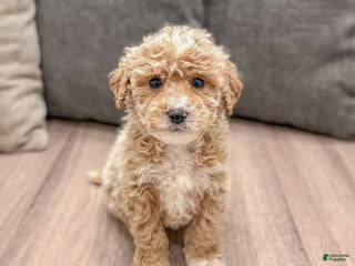 Mini Goldendoodle dogs Snowflake - Ad 24