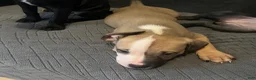 American Pit Bull Terrier dogs for sale: American Pit Bull Terrier 1 - Ad 1