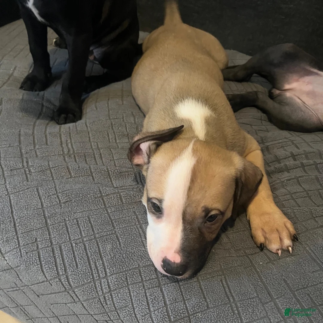 American Pit Bull Terrier dogs for sale: American Pit Bull Terrier 1 - Ad 1