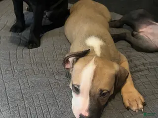 American Pit Bull Terrier dogs American Pit Bull Terrier 1 - Ad 10