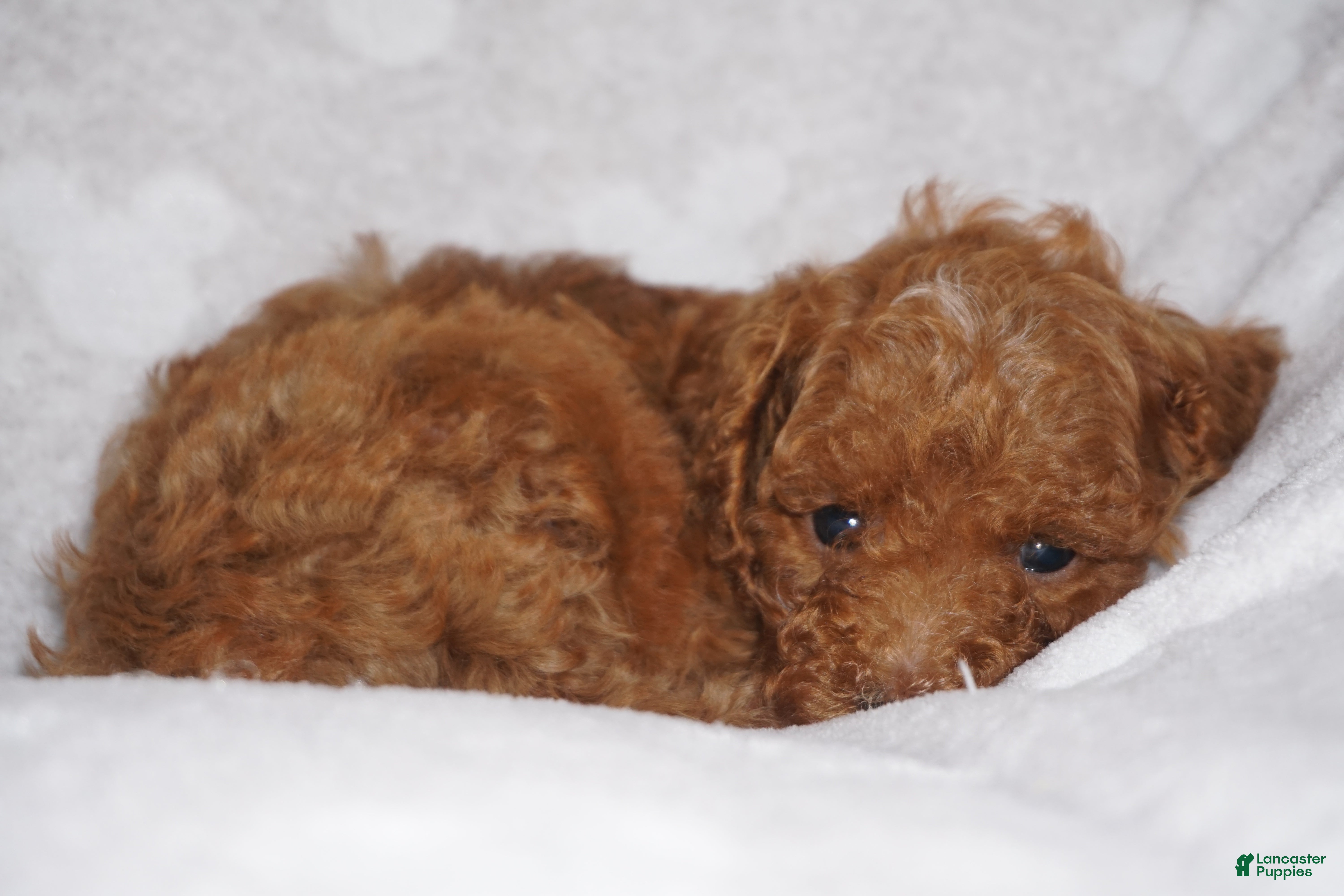 Miniature Poodle dogs GEORGE - Ad 2