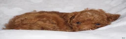 Miniature Poodle dogs for sale: GEORGE - Ad 2