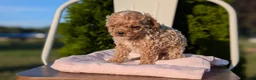 Cavapoo dogs for sale: Saint - Ad 7