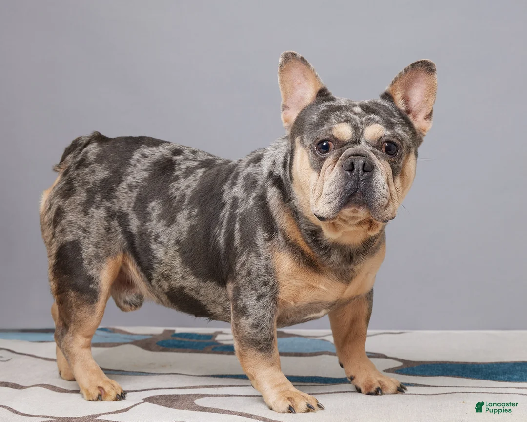 French Bulldog dogs for sale: Oakley - Ad 6