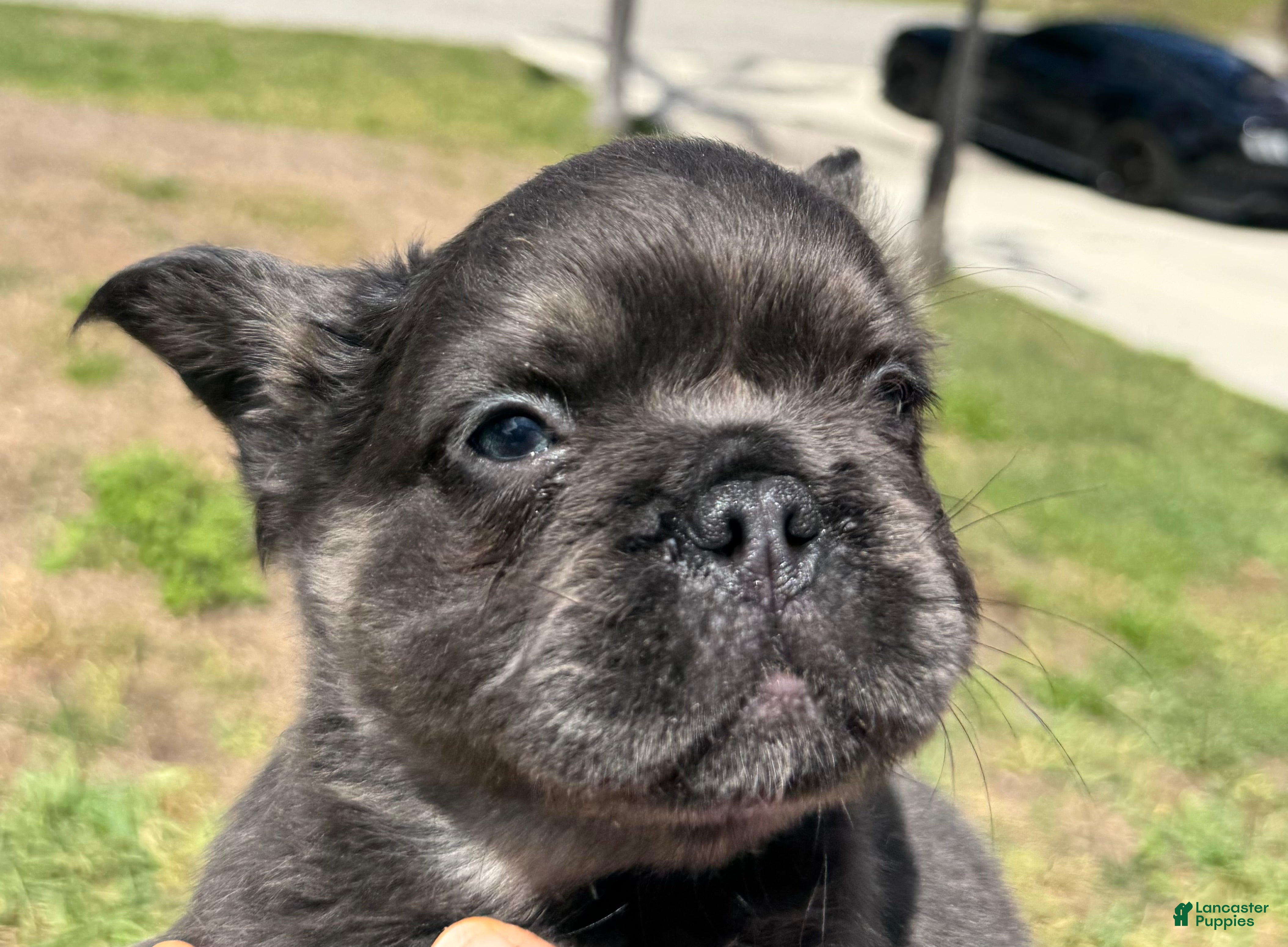 French Bulldog dogs Rocket - Ad 2