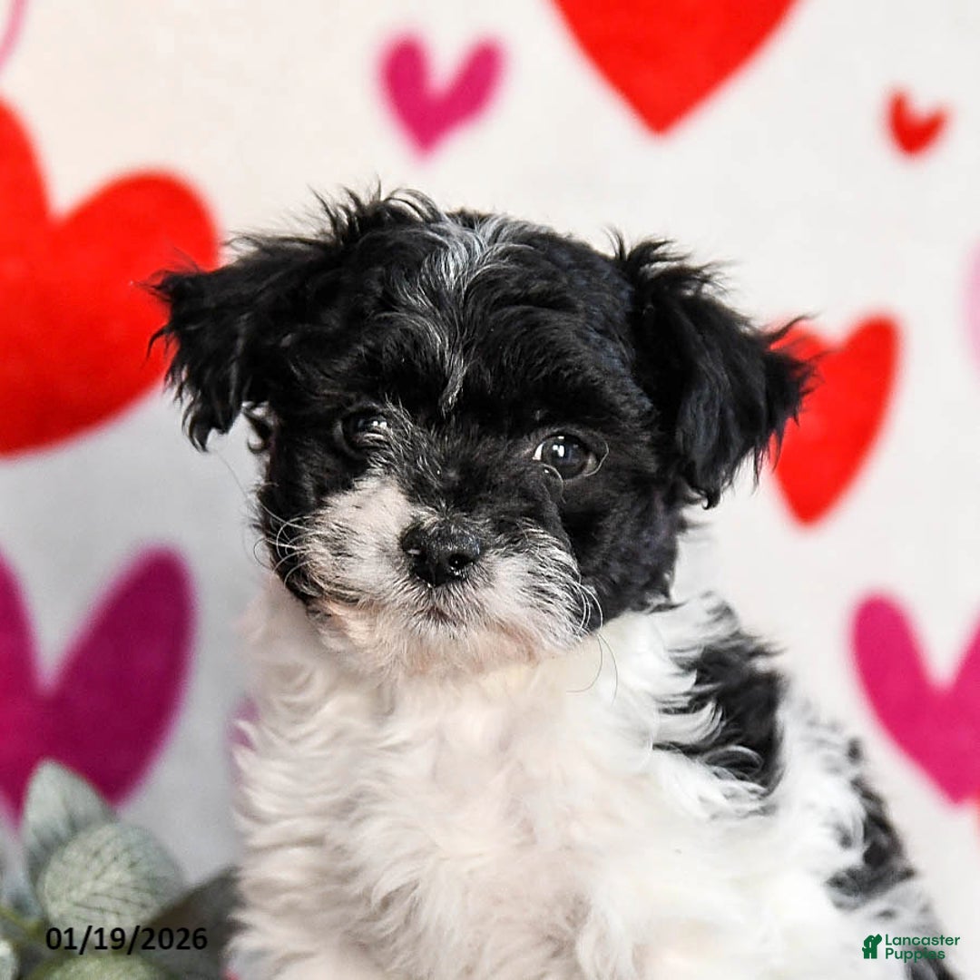 Yochon dogs for sale: Star - Ad 4