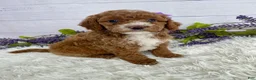 Miniature Poodle dogs for sale: Tasha - Ad 1