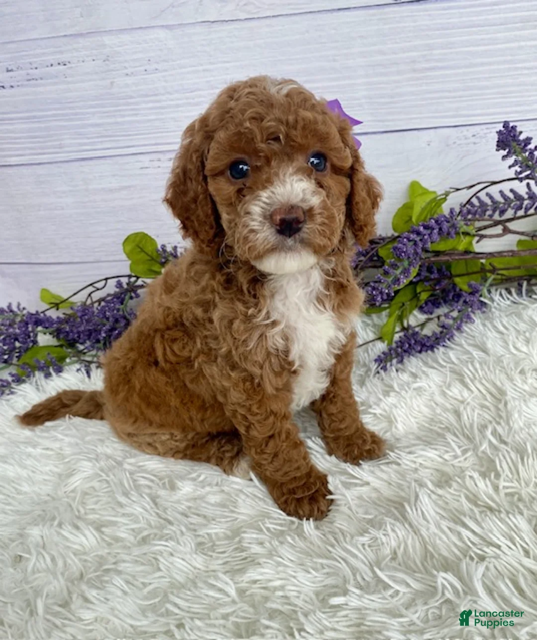 Miniature Poodle dogs for sale: Tasha - Ad 1