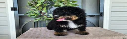 Mini Bernedoodle dogs for sale: Karly - Ad 11