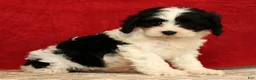 Cavapoo dogs for sale: Betsy - Ad 8